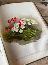 Load image into Gallery viewer, Set of six Victorian horticultural books