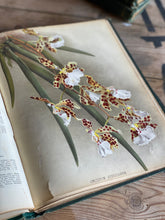 Load image into Gallery viewer, Set of six Victorian horticultural books