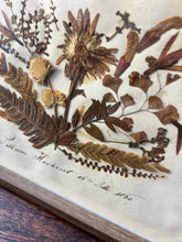 Load image into Gallery viewer, Pair of 19th century herbiers