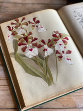 Load image into Gallery viewer, Set of six Victorian horticultural books