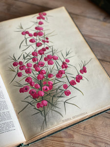 Set of six Victorian horticultural books