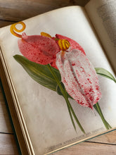 Load image into Gallery viewer, Set of six Victorian horticultural books